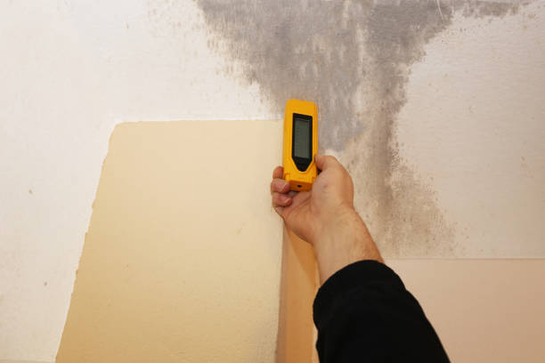 Best Comprehensive Air Testing for Mold Contaminants  in Agler Beach, FL