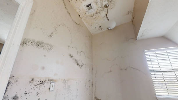 Best Mold Odor Removal Services  in Agler Beach, FL