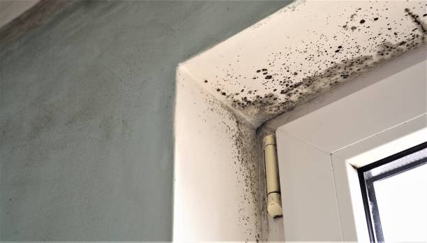 Best Mold Damage Restoration  in Agler Beach, FL