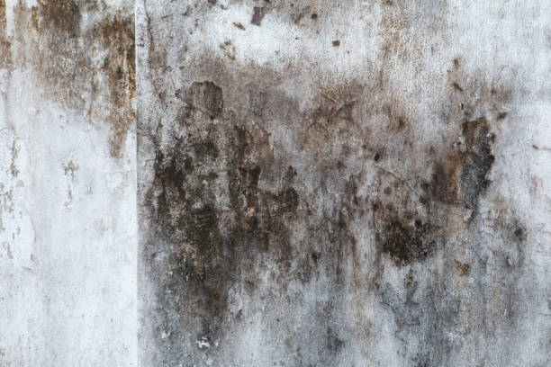 Best Asbestos and Lead Testing During Mold Inspection  in Agler Beach, FL