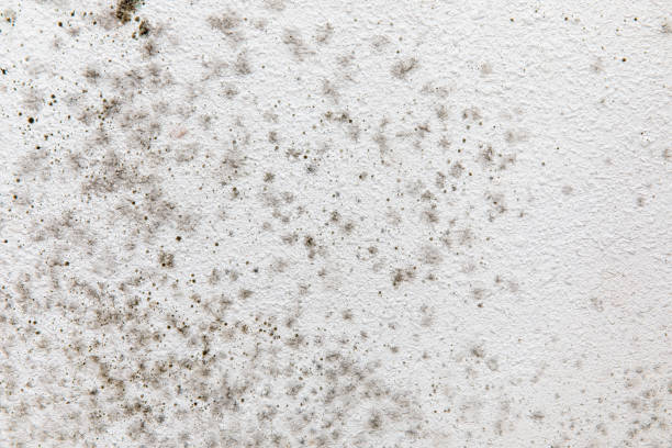 Best Residential Mold Inspection & Testing  in Agler Beach, FL