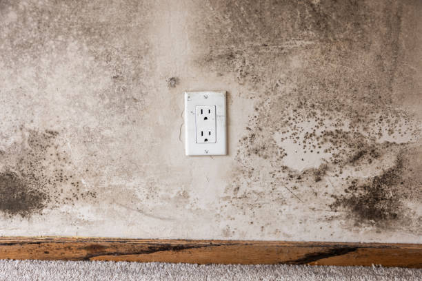 Best Environmental Consulting for Mold Prevention  in Agler Beach, FL
